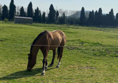 Ecurie de la Baronnerie Lamanon Provence pension chevaux